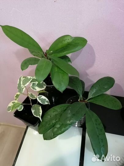 Цветы комнатные:пеперомия, фикусы, аглаонемы