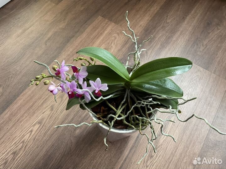 Орхидея