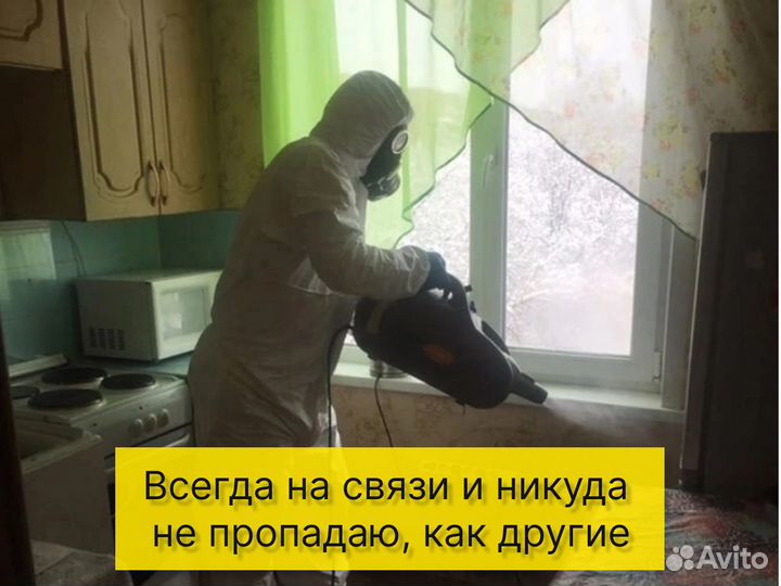 Дезинфекция тараканов клопов травить грызунов