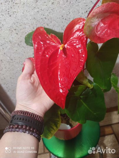 Антуриум Кавалли и Блэк love