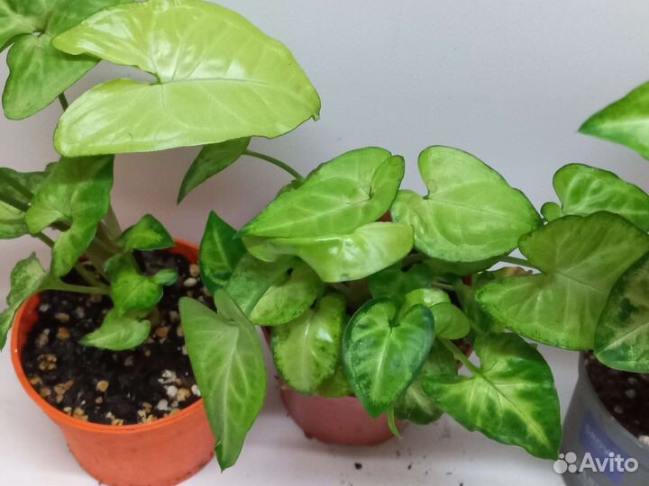 Сингониум вайт Баттерфляй