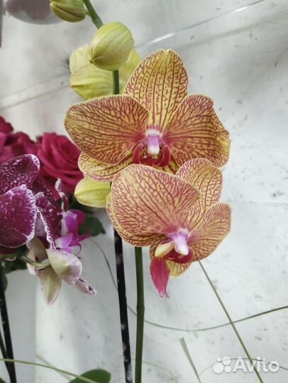 Орхидея фаленопсис цветущая