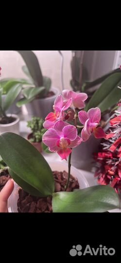 Орхидея фаленопсис miki wahashi splash