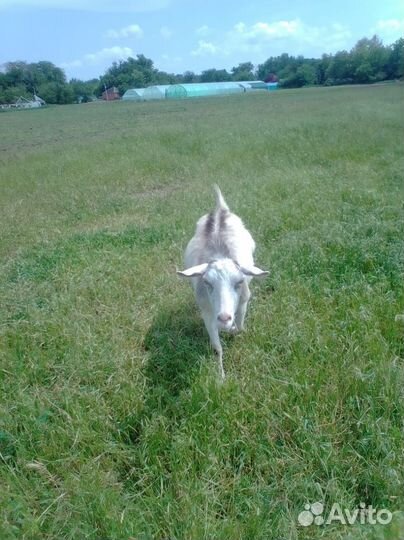 Распродажа стада коз