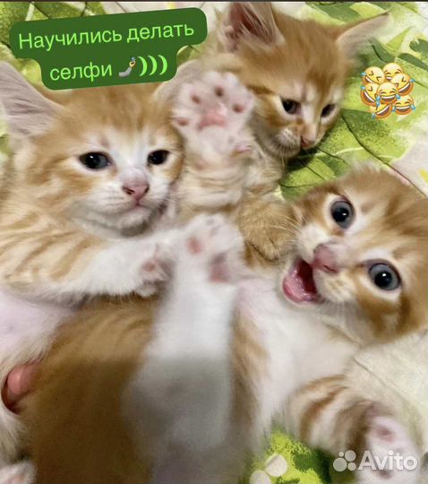 Котята в добрые руки