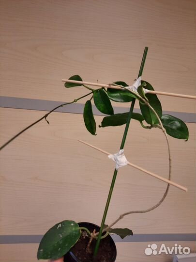 Хойя macgillivrayi