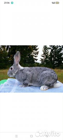 Кролики самки