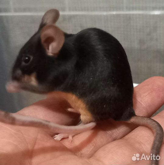 Мышь ручная