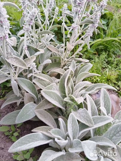 Чистец шерстистый(заячьи ушки),флокс,очиток