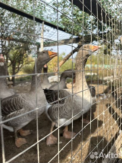 Гуси, утки,петухи