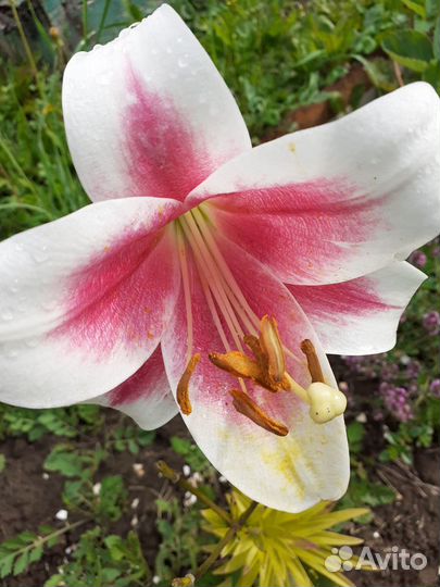 Цветы для дачи