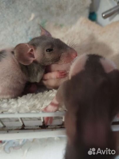 Сфинкс фазз