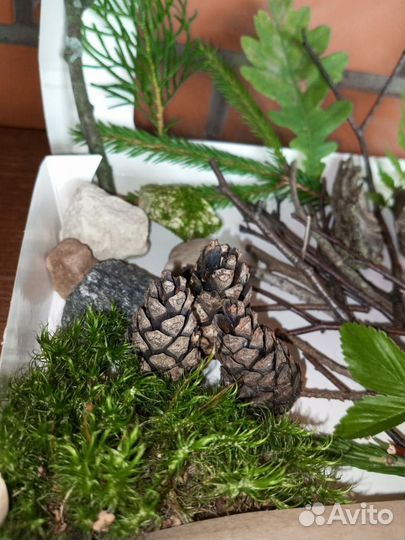 Природный материал набор для поделок творчества