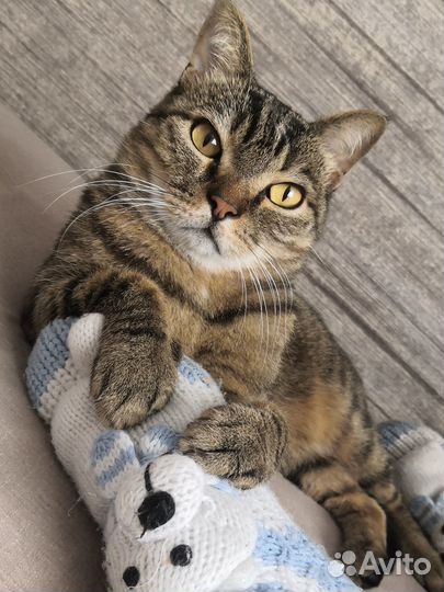 Кот модель для съемок