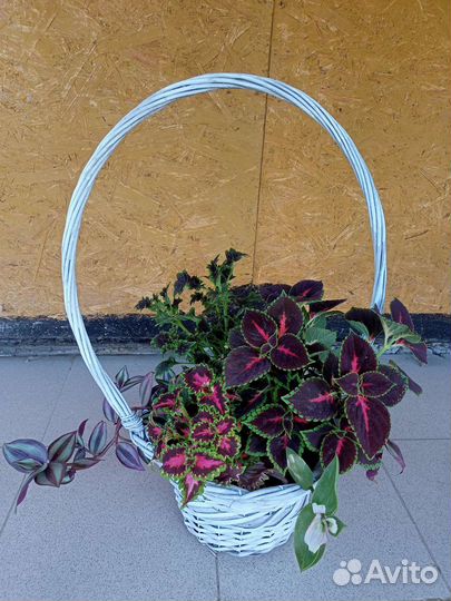 Корзина с колеусами