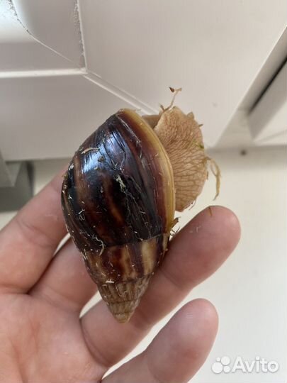 Улитки ахатины