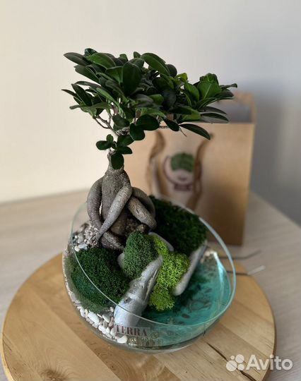 Флорариум с фикусом микрокарпа бонсай