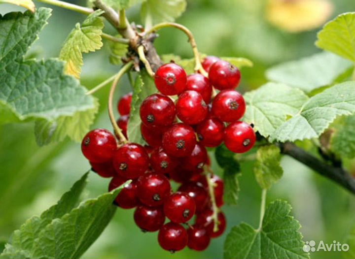 Смородина красная, белая, крыжовник, овощи зелень