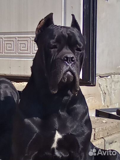 Корма для животных