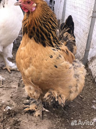 Инкубационное яйцо. Петухи. Индюшата