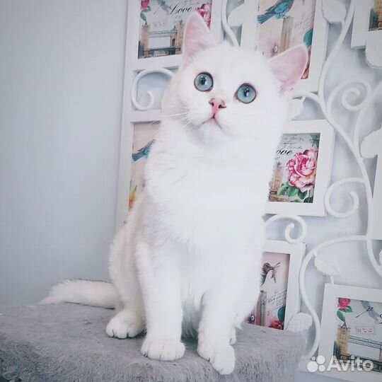 Плюшевый котёнок