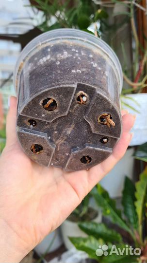 Аспидистра элатиор и Milky way