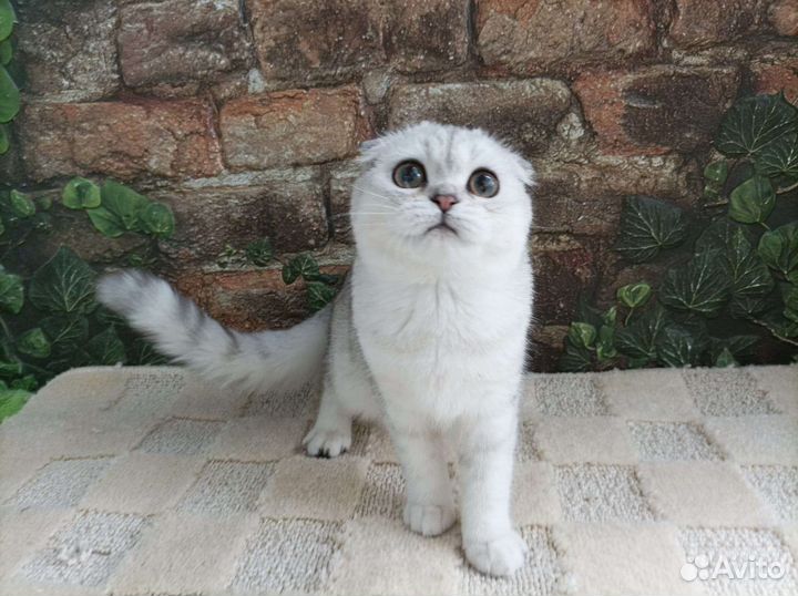Шотландская девчушка
