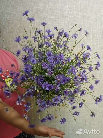 Букет из васильков