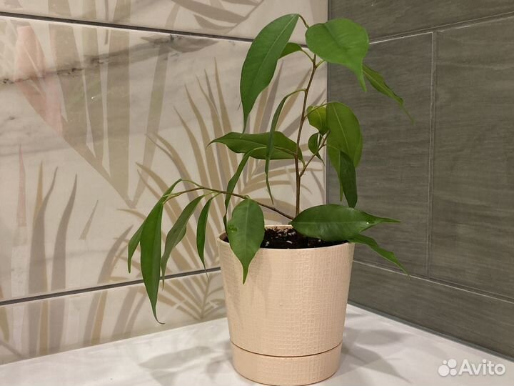 Фикус бенджамина комнатные растения
