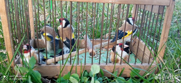 Птица щегол