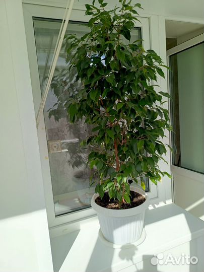 Комнатный цветок 