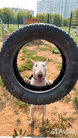Идеальная собака-компаньон. Договор. Гарантия