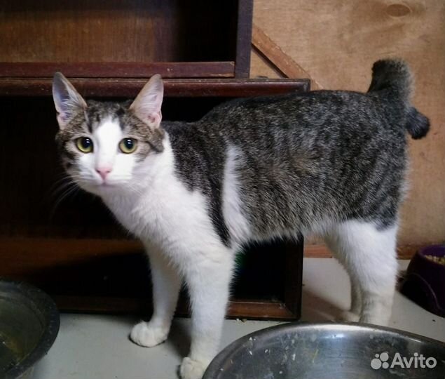 Котёнок Миха в поисках семьи