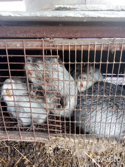 Нутрии на племя в Родниковской