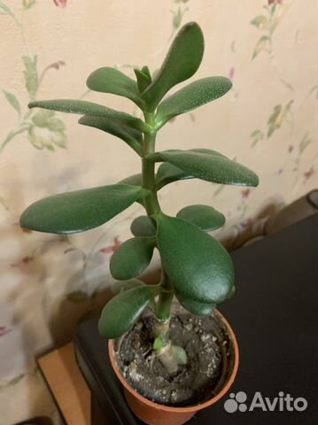 Толстянка денежное дерево