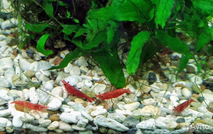 Меченосцы, креветки и улитки Хелены