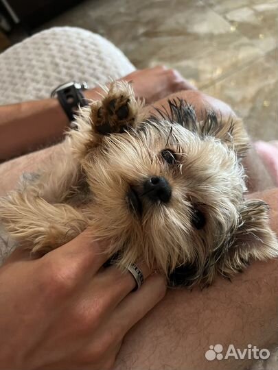 Йоркширский терьер