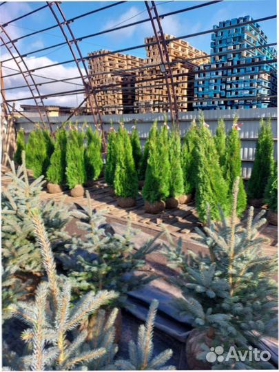 Туи 100-140 смарагд сосна ель кедр можжевельник