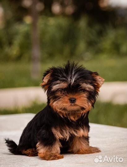 Йорки щенки девочки и мальчики