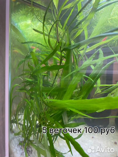 Аквариумные растения