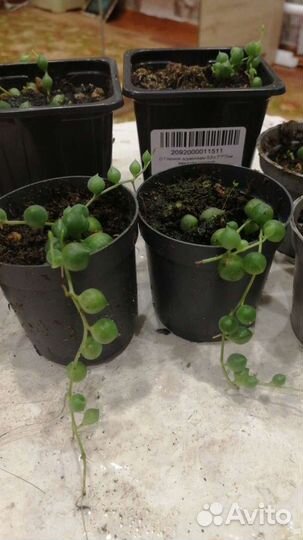 Жемчужные нити