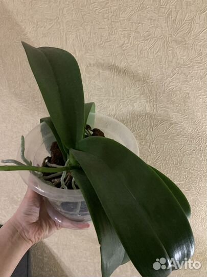 Орхидея фаленопсис