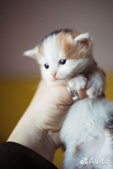 Пушистые котята