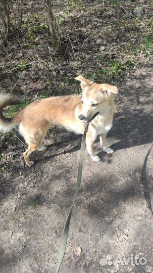 Отдам собаку в добрые руки