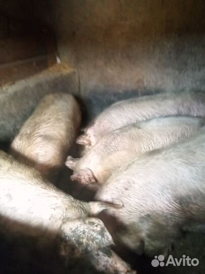 Свиньи живым весом