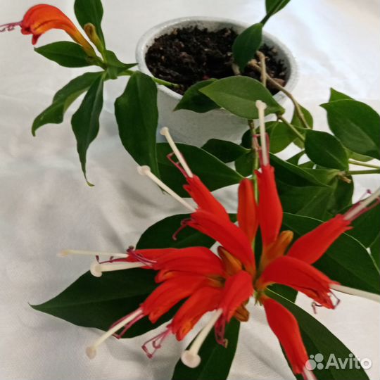 Эсхинантус