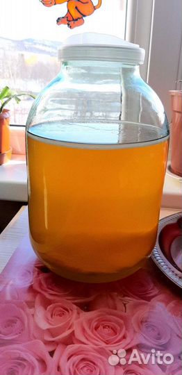 Чайный гриб