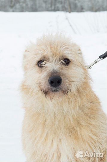 Собака друг человека