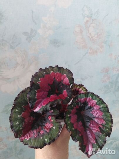 Бегония декоративно лиственная