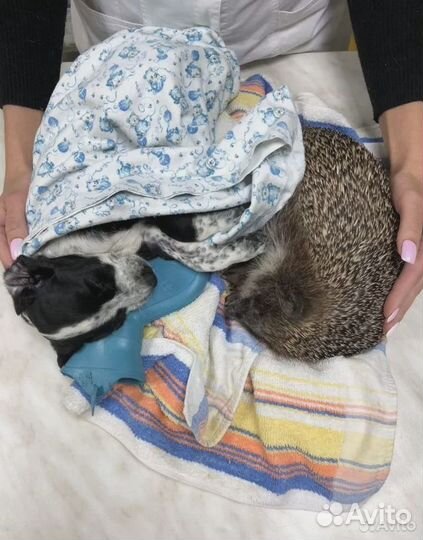 Ветеринарный врач на дом круглосуточно